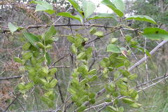 Dioscorea pentaphylla